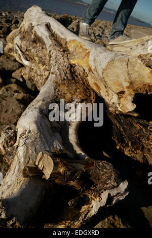 Un uomo si erge su un albero caduto dal fiume Severn. Foto Stock