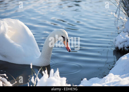 Winter White Swan seduta in acqua Foto Stock