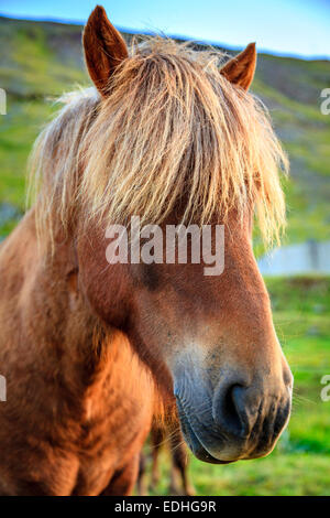 Closeup ritratto di Pony islandese in una fattoria in Islanda Foto Stock