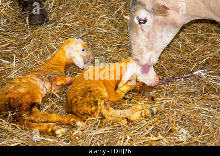 Twin neonato agnelli minuti vecchio Foto Stock