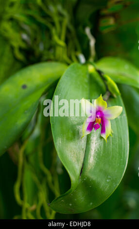 Bellissimo colorato e multiforme orchidee in pubblico vivaio e garden center. Messa a fuoco selettiva, color pop up. Foto Stock