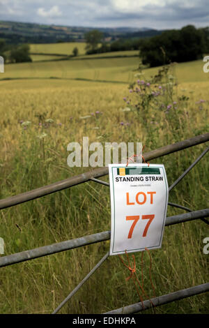 Raccolto di paglia per le aste su Devon Somerset UK Border Foto Stock