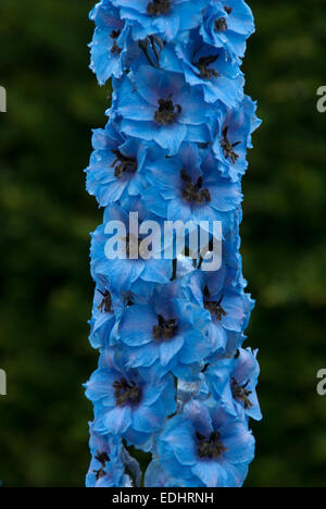 Delphinium Blue Dawn Foto Stock