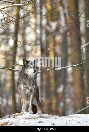 Northwestern lupo (Canis lupus occidentalis) nella neve, lookout, captive, Baden-Württemberg, Germania Foto Stock