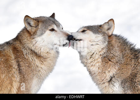 Benvenuto, saluto, dominazione, leccare, Northwestern lupo (Canis lupus occidentalis) nella neve, captive, Baden-Württemberg Foto Stock