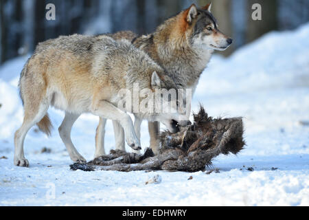 Due lupi alimentare sulla carcassa di un cinghiale, Northwestern lupo (Canis lupus occidentalis) nella neve, captive Foto Stock