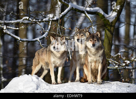 Tre lupi sul look out, Northwestern lupo (Canis lupus occidentalis) nella neve, captive, Baden-Württemberg, Germania Foto Stock