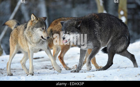 I giovani e le donne che alpha Wolf, alpha Wolf, rimprovero, Northwestern lupo (Canis lupus occidentalis) nella neve, captive Foto Stock