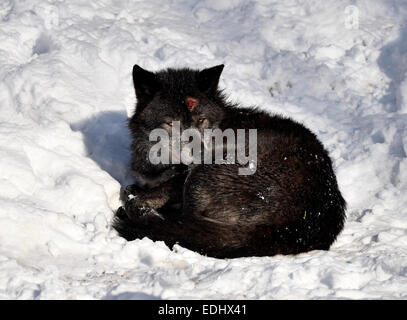 Ferita sanguinante sulla testa, Northwestern lupo (Canis lupus occidentalis) nella neve, captive, Baden-Württemberg, Germania Foto Stock