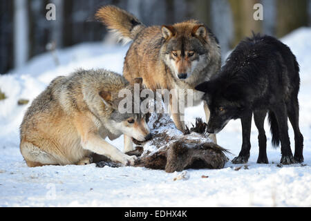 Due lupi alimentare sulla carcassa di un cinghiale, Northwestern lupo (Canis lupus occidentalis) nella neve, captive Foto Stock