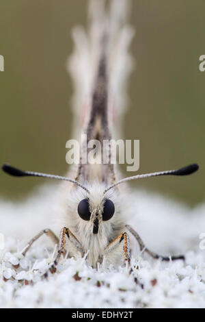 Apollo butterfly (Parnassius apollo), Baviera, Germania Foto Stock