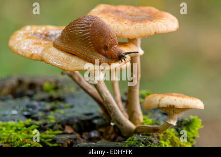 Spagnolo (Slug Arion vulgaris) al buio su un Chiodino (Armillaria ostoyae), Bassa Sassonia, Germania Foto Stock