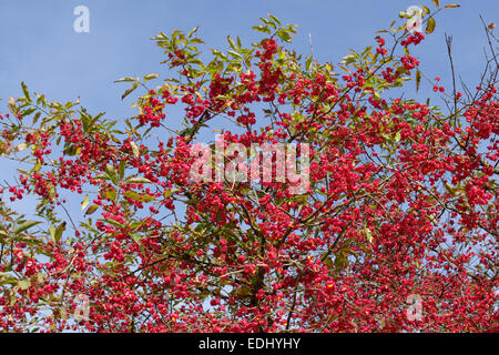 Frutta stand, mandrino europea (Euonymus europaeus), Baviera, Germania Foto Stock