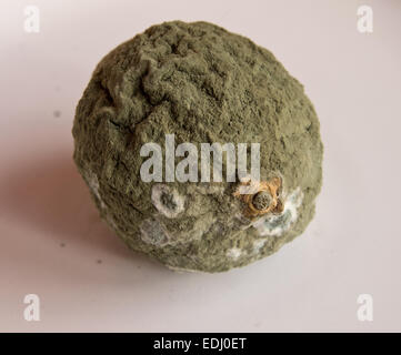 Arancio marcio Foto Stock