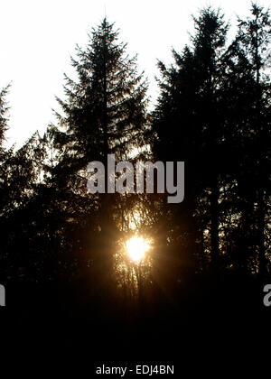 Sole che splende attraverso gli alberi al tramonto, Devon, Regno Unito Foto Stock