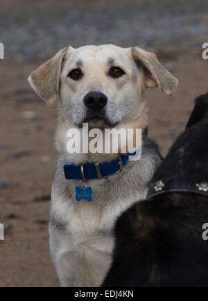 Ritratto di un husky croce alsaziano cane. Foto Stock