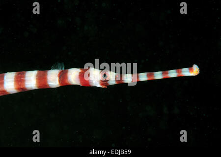 Nastrare pipefish o inanellato pipefish (Dunckerocampus dactyliophorus) Bohol Sea, Filippine, Sud-est asiatico Foto Stock