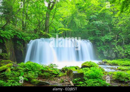 Flusso Oirase, Cyoushiootaki, Aomori, Giappone Foto Stock