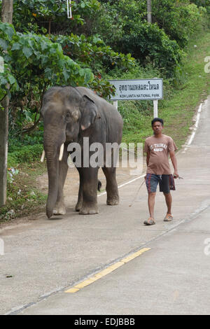 Elefante asiatico, Elephas maximus con uomo utilizzato per escursioni nella giungla, Koh Lanta, Provincia di Krabi, Thailandia, Sud-est asiatico. Foto Stock