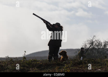 Donna e cane da arma da fuoco, che sparano fagiano nella campagna inglese, Regno Unito Foto Stock