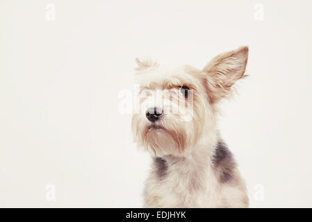 Curioso cane amichevole con sguardo attento Foto Stock