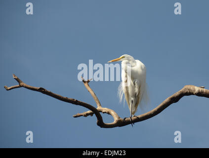 Grande garzetta (Egretta alba) comunemente visto in Everglades della Florida Foto Stock