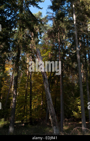 Abete rosso è un nativo di alberi di pino in Europa e qui crescono in un parco di natura più settentrionali in Brandeburgo in Germania. Die FIC Foto Stock