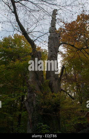 Faggio europeo è un nativo di lasciare ampio albero in Europa e qui crescono in un parco di natura più settentrionali in Brandeburgo in Germania. Foto Stock