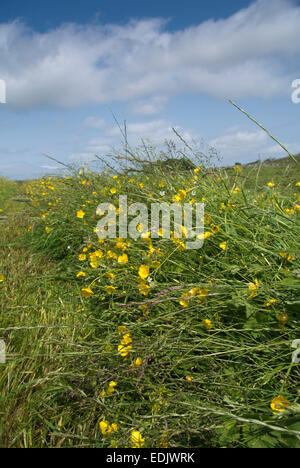 Nuova erba rasata in tradizionale di altopiano di Prato da fieno, Cumbria, Regno Unito. Foto Stock