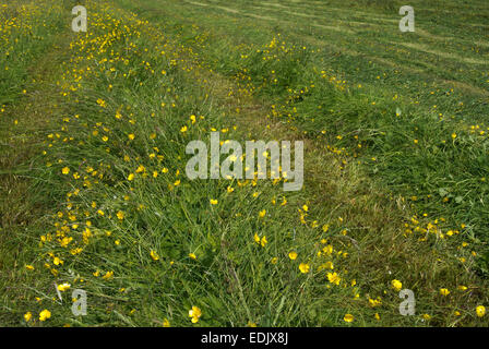 Nuova erba rasata in tradizionale di altopiano di Prato da fieno, Cumbria, Regno Unito. Foto Stock
