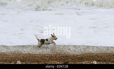 Brighton, Sussex, Regno Unito. Il 7 gennaio, 2015. Un cane ama giocare nel surf come mare mosso pound spiaggia di Brighton oggi con il brutto tempo e alta venti Previsioni per questa settimana . Credito: Simon Dack/Alamy Live News Foto Stock