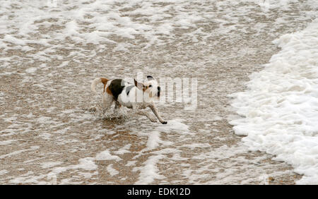 Brighton, Sussex, Regno Unito. Il 7 gennaio, 2015. Un cane ama giocare nel surf come mare mosso pound spiaggia di Brighton oggi con il brutto tempo e alta venti Previsioni per questa settimana . Credito: Simon Dack/Alamy Live News Foto Stock