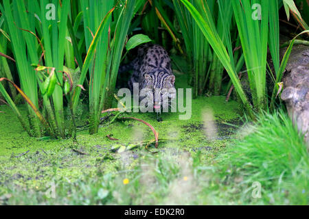 La pesca Cat (Prionailurus viverrinus), Adulto, all'acqua, caccia, nativo di Asia, captive, England, Regno Unito Foto Stock