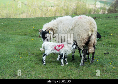 Swaledale pecora con twin agnelli a piedi, Cumbria, Regno Unito. Foto Stock