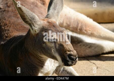 Kangaroo sdraiati al sole di essere pigro e godersi la giornata. animale sdraiati al sole Foto Stock