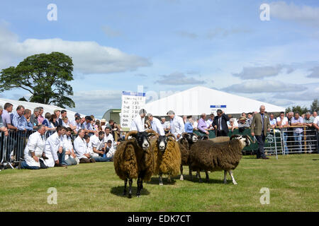 Mostra blackface pecore presso l'Highland Show 2014, Scozia. Foto Stock