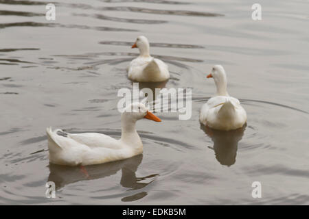 Un bianco anatra maschio nuota dietro due anatre femmina su un lago di loro la guardia con un occhio diffidente Foto Stock