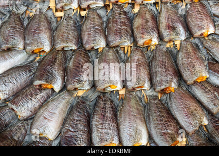 Pesci (Trichogaster pettorale) disporre su di rattan nel mercato Foto Stock