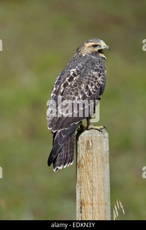 I capretti Swainson's Hawk chiamando. Foto Stock