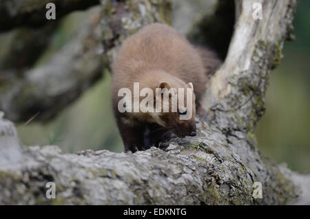 Martora Martes martes mustelid Carnivora Mustelidae hunter Foto Stock