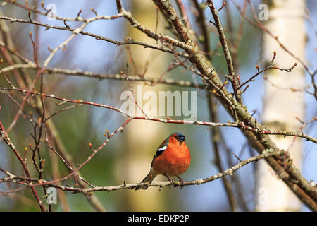 Fringuello in primavera su un ramo di albero Foto Stock