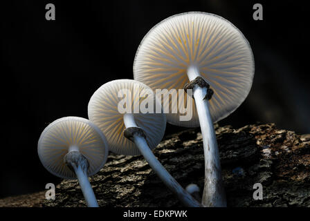 Porcellana o ciuffo di faggio toadstools REGNO UNITO Foto Stock