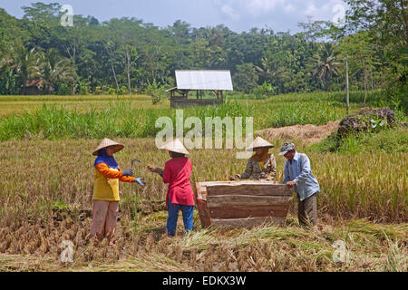 Operai Indonasian indossando caping, tradizionali asiatici cappelli conici, la mietitura del riso in risaia, Garut, Java, Indonesia Foto Stock