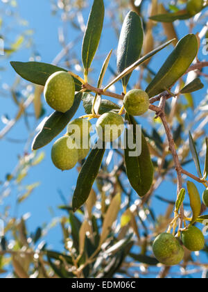 Primo piano di olive e foglie su un albero di olivo con sfondo blu del cielo e del mare in una bella giornata d'estate Foto Stock