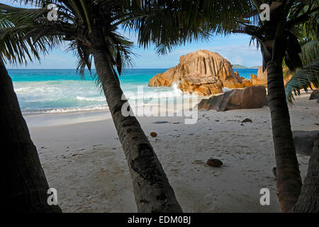 Palme sulla spiaggia, Seychelles Island, La Digue Foto Stock