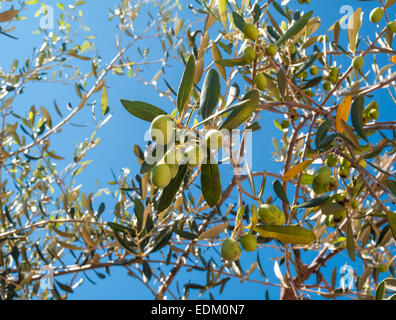 Primo piano di olive e foglie su un albero di olivo con sfondo blu del cielo e del mare in una bella giornata d'estate Foto Stock