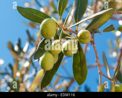 Primo piano di olive e foglie su un albero di olivo con sfondo blu del cielo e del mare in una bella giornata d'estate Foto Stock