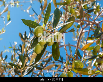 Primo piano di olive e foglie su un albero di olivo con sfondo blu del cielo e del mare in una bella giornata d'estate Foto Stock