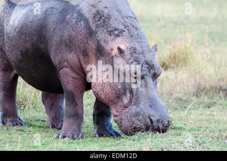 Adulto ippopotamo, Hippopotamus amphibius, pascolo in erba sulla terra, il Masai Mara riserva nazionale, Kenya, Africa orientale Foto Stock