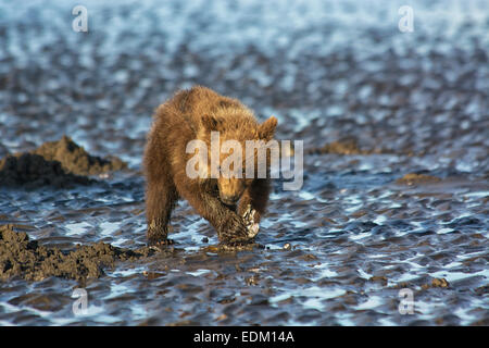 Piccolo Orso grizzly molla Cub, Ursus arctos, clamming nelle piane di marea del Cook Inlet, Alaska, STATI UNITI D'AMERICA Foto Stock